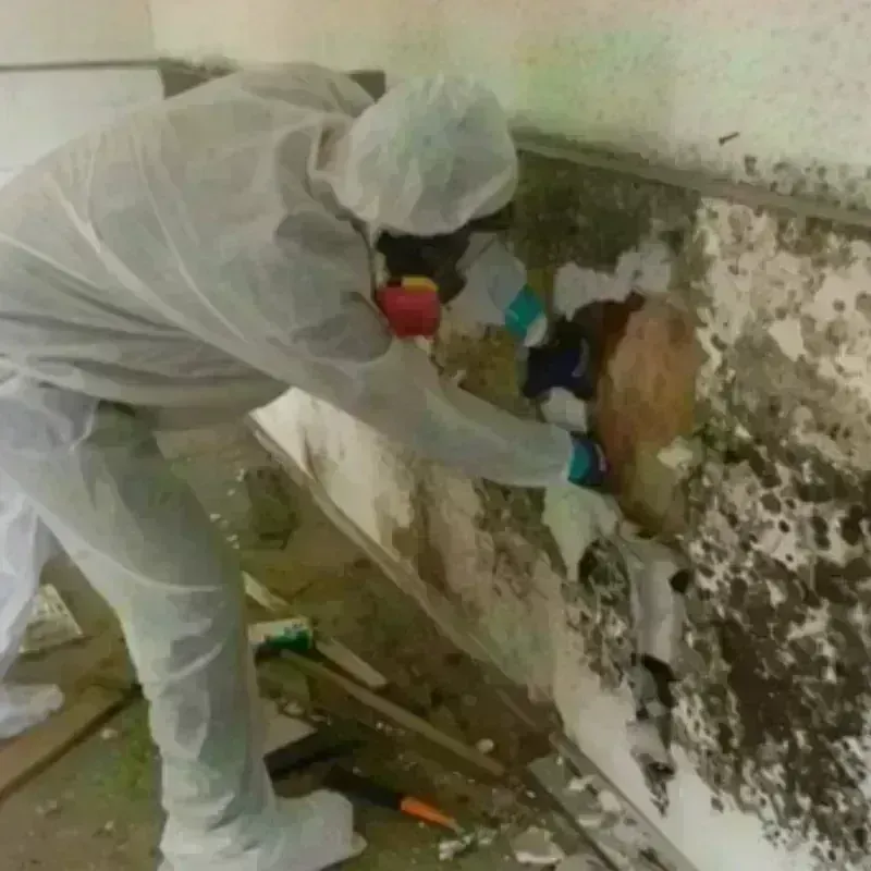 Mold Remediation and Removal in Fair Plain, MI